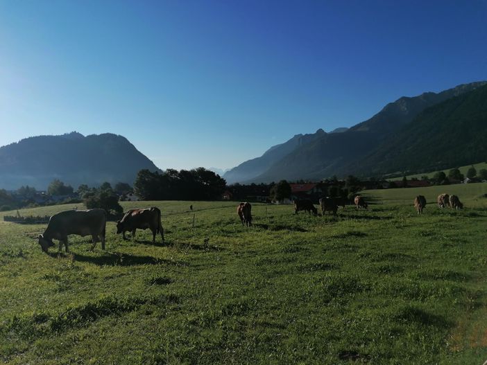 Kühe auf der Wiese