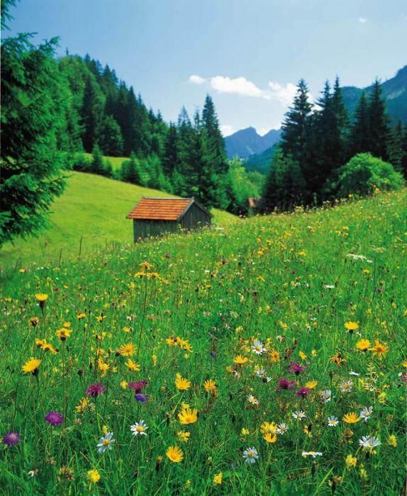 Blumenwiese im Allgäu