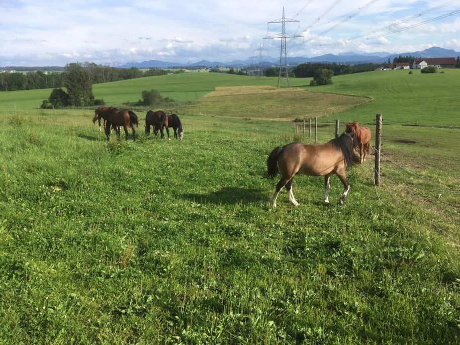 Unsere Pferde auf der Weide