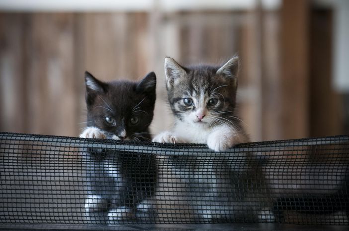 Katzen auf der Tischtennisplatte