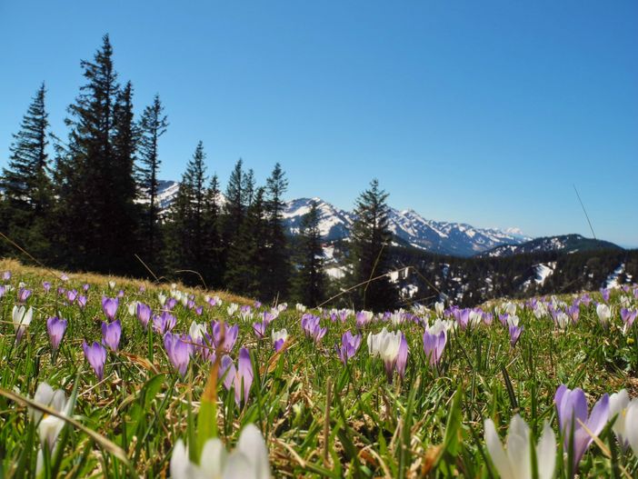 Krokusblüte im Allgäu