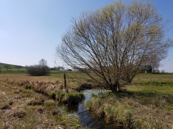 Moorwiese beim Mittelsee