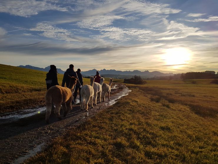 Alpaka Wanderung bei Sonnenuntergang