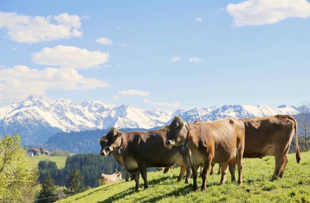 Bergbauern-Sennerei Hüttenberg - Allgäuer Mädels