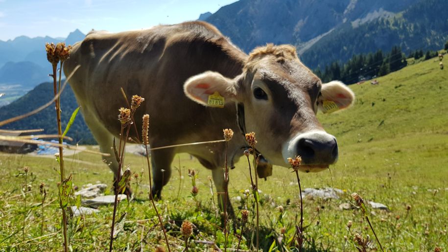 Kühe hautnah erleben