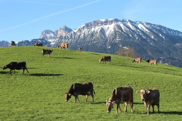 Der Breitenberg - Pfrontens Hausberg