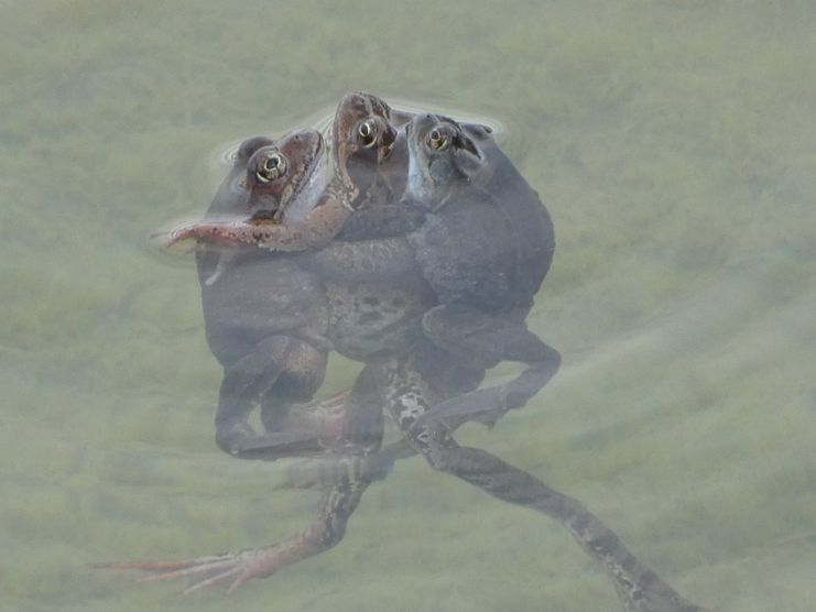 Grasfrosch drei Tiere umklammert (9)