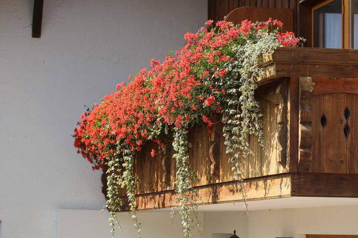 Blumen am Balkon