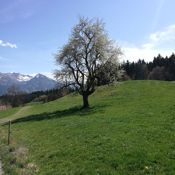 Wiesenweg zurück nach Bolsterlang