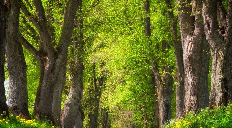 die-allee-liegt-zwischen-den-taelern-der-wertach-und-der-geltnach-und-bietet