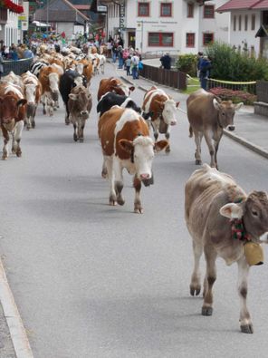 Almabtrieb direkt vor der Tür