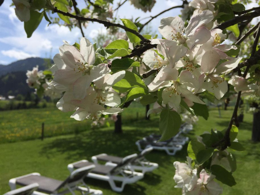 Berwanger Hof - Apfelblüte im Frühling