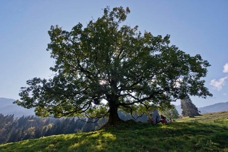 Wandertrilogie Allgäu - Alpgärten