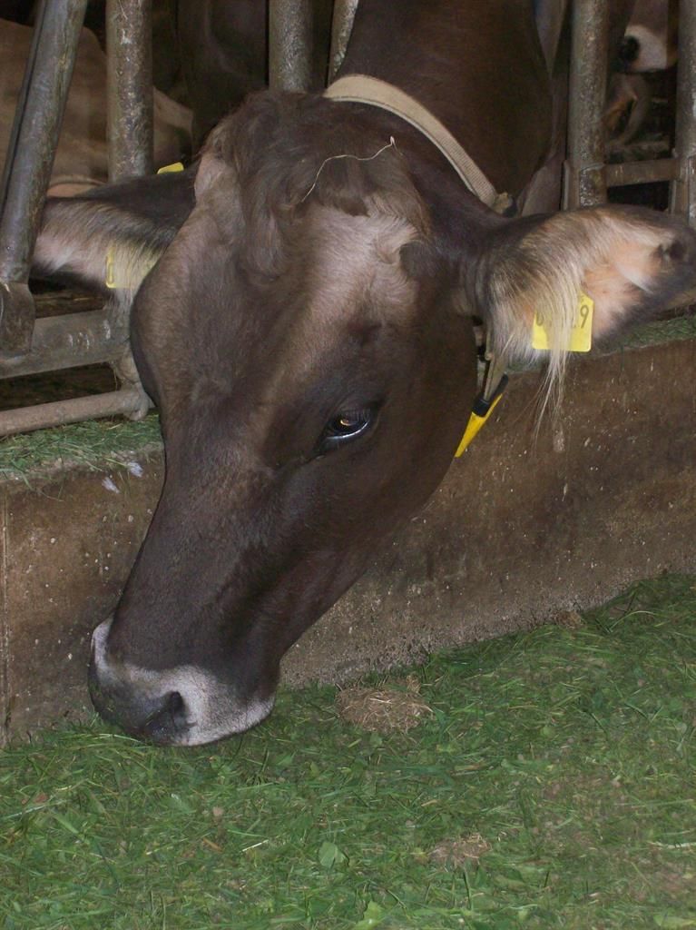 Kuh im Stall