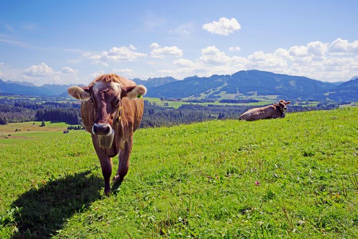 weidende Kühe oberhalb Unterschwarzenberg