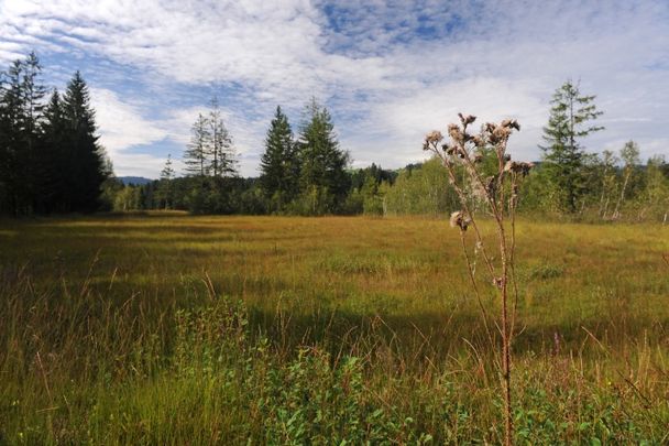 In Langenegg der Energie auf der Spur – Moore, Schluchten und ein wilder Fluss