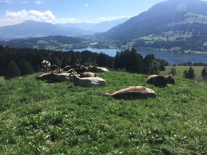 Der Große Alpsee