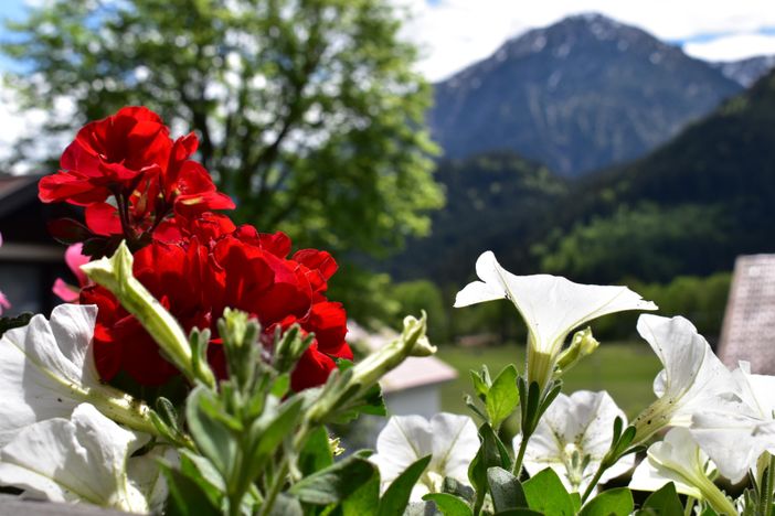 Bergblick - Balkon Gästehaus Eberhart