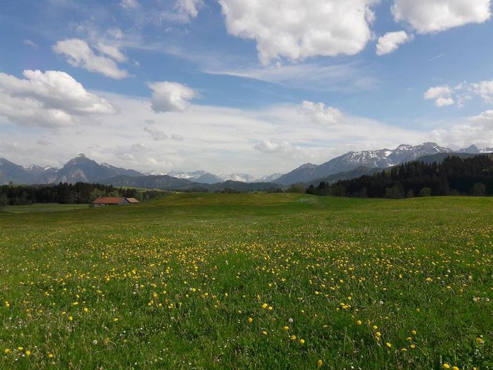 Löwenzahn vor dem Haus Schabel