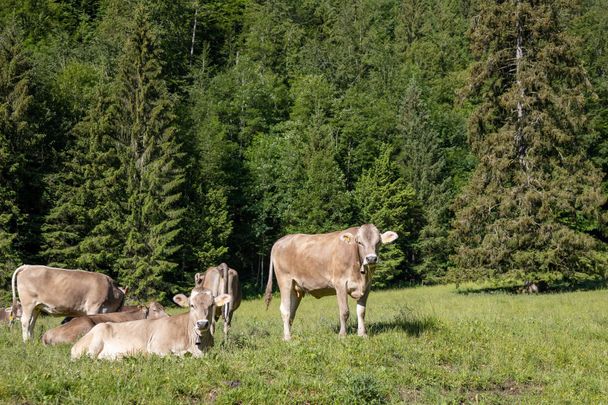 Allgäuer Braunvieh direkt am Alatsee