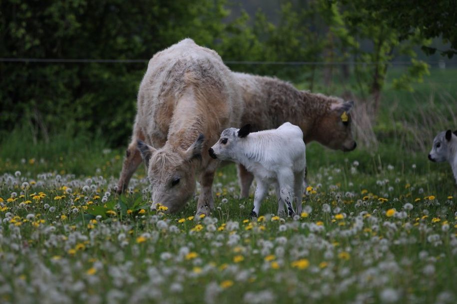 Kuh mit Kalb