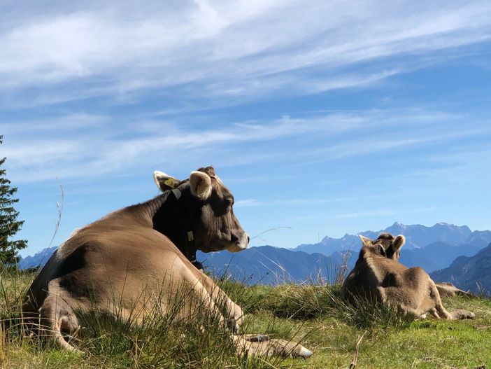 Allgäuer Braunvieh