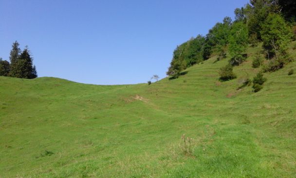 Trampelpfad durch die Viehweide in Richtung Alpe Beichelstein