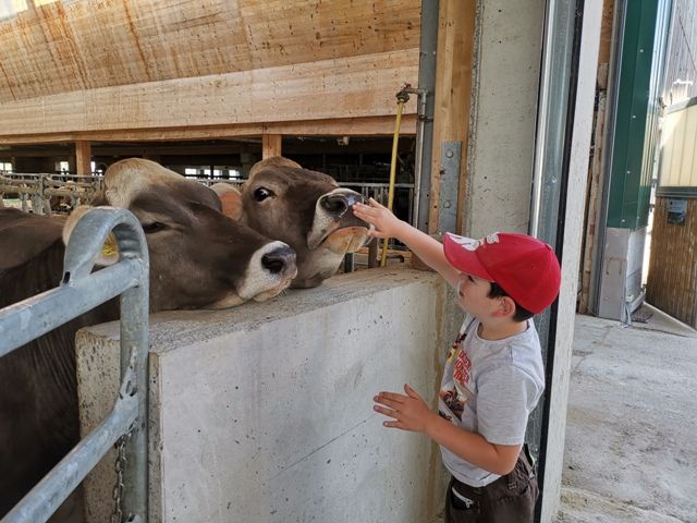 Streicheleinheiten im Kuhstall