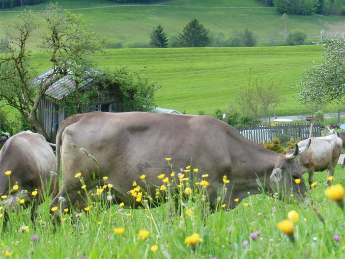 Kühe auf der Weide