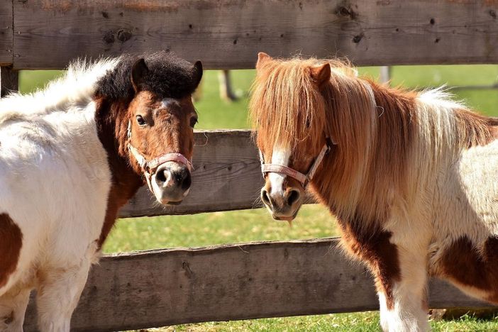 Sidney & Lancy