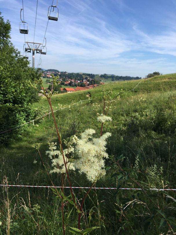 Blick über die Wiesen am Buchenberg